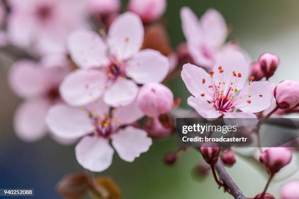 cherry blossoms - cherry blossom branch stock pictures, royalty-free photos & images