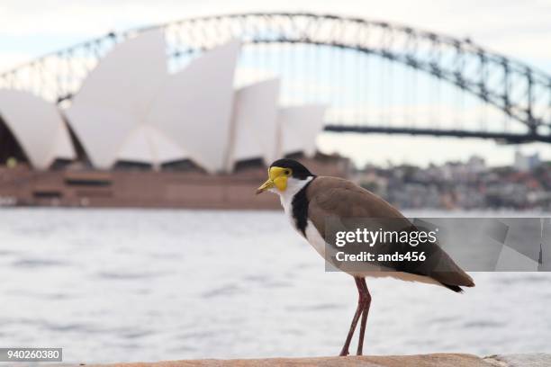 australische maskierte kiebitz vogel mit sydney harbour bridge und opernhaus im hintergrund - wader bird stock-fotos und bilder