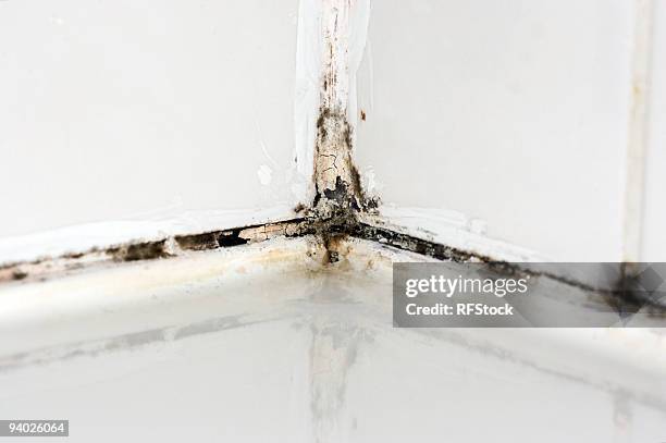 disgusting hotel shower bathroom tile sealant with mould and mildew - fungus stock pictures, royalty-free photos & images