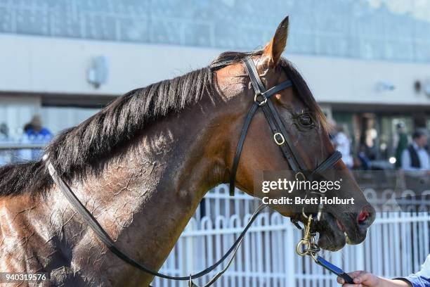 Miss Vixen after winning the Bert Bryant Handicap, at Caulfield Racecourse on March 31, 2018 in Caulfield, Australia.