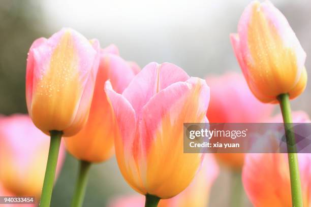 multicolor tulips blooming outdoors - close up of flower bouquet stock pictures, royalty-free photos & images