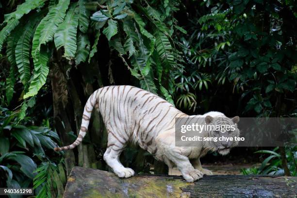 white tiger portrait - 絶滅危惧種 ストックフォトと画像