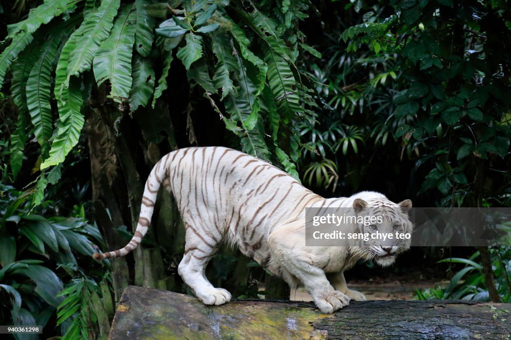 White tiger portrait