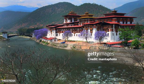 punakha dzong, bhutan - bhutan stock pictures, royalty-free photos & images