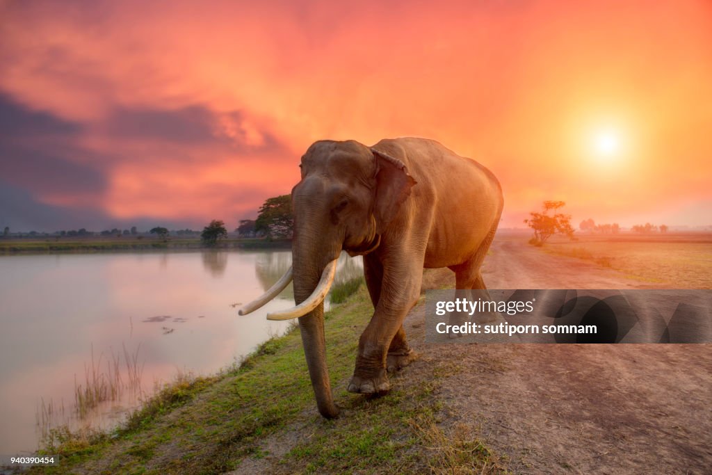Elephant on sunrise at lake