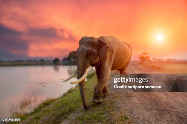 elephant on sunrise at lake - elephant surin stockfoto's en -beelden