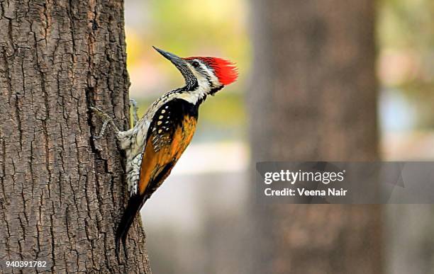 black-rumped flameback woodpecker perched on a tree/nagpur - woodpecker stock pictures, royalty-free photos & images