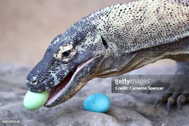 Naga' a komodo dragon eats Easter eggs at Taronga Zoo on March 29, 2018 in Sydney, Australia. The Easter-themed treats and enrichment were developed...