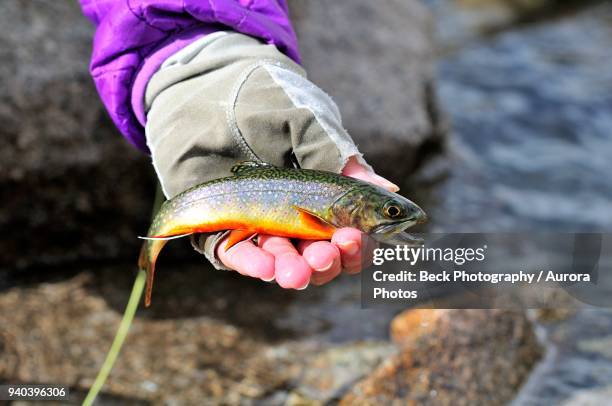 caught brook trout (salvelinus fontinalis), spain - speckled trout stock-fotos und bilder