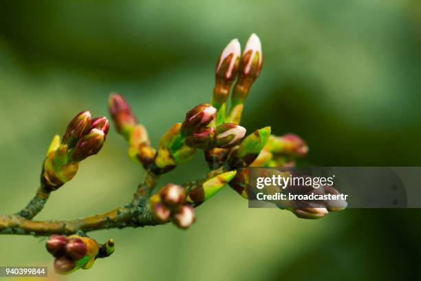 branches with buds in spring - bud stock pictures, royalty-free photos & images