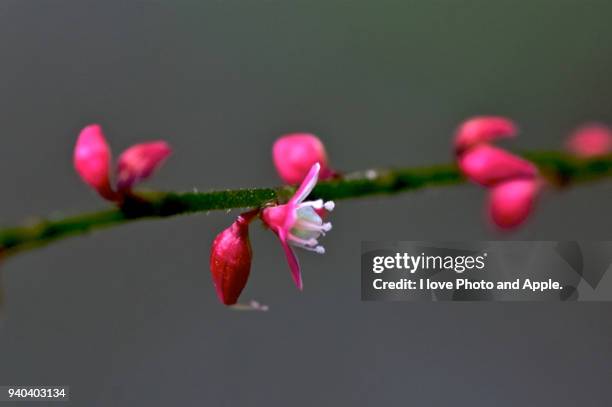 polygonum filiforme - knöterich stock-fotos und bilder