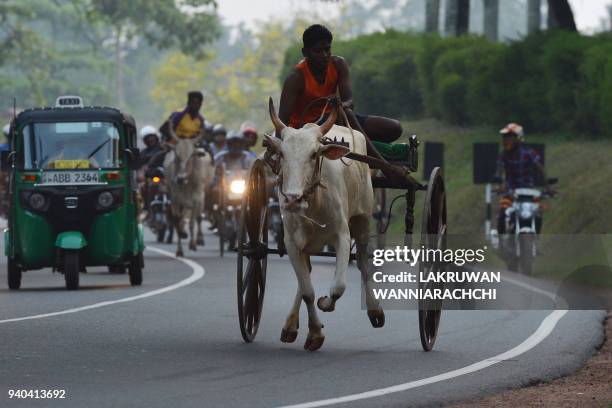 Rider controls his bull during a traditional cart race ahead of the Sinhala and Tamil New Year in Homagama near Colombo on April 1, 2018. Sri Lanka's...