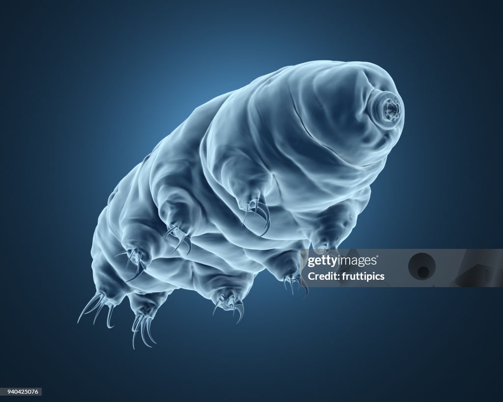 3d rendered tardigrade.