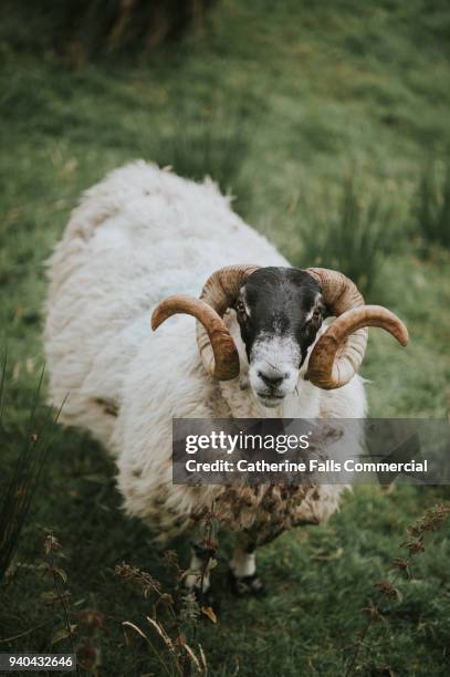 swaledale ram - ram animal stock pictures, royalty-free photos & images