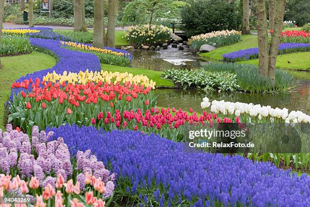 beautiful flower bed of multicolored tulips in park (xxl) - keukenhof gardens stock pictures, royalty-free photos & images
