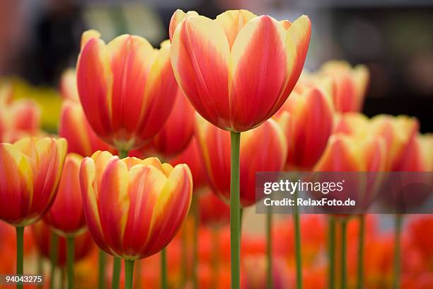 close-up of flower bed with variegated red tulips in garden - netherlands flowers stock pictures, royalty-free photos & images