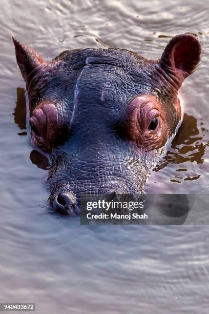 hippo baby - baby hippo stock pictures, royalty-free photos & images
