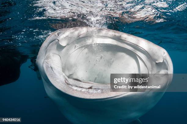 close up of a whale shark with a broken lower jaw feeding at the surface, cenderawasih bay, west papua, indonesia. - west papua (cenderawasih bay) stock pictures, royalty-free photos & images