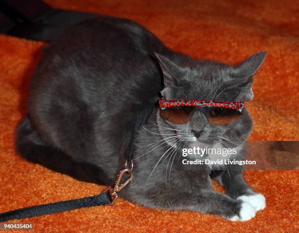 Sunglass Cat aka Bagel attends the 6th Annual Rock Against MS benefit concert and award show at the Los Angeles Theatre on March 31, 2018 in Los...