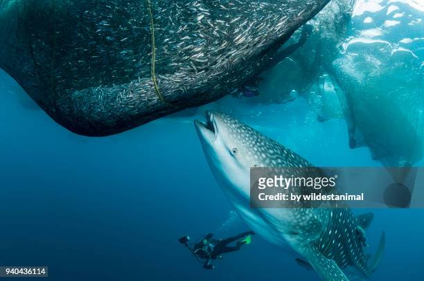 whale shark trying to feed from the fishing nets hanging from a floating fishing platform, cenderawasih bay, west papua, indonesia. - cenderawasih bay stock-fotos und bilder