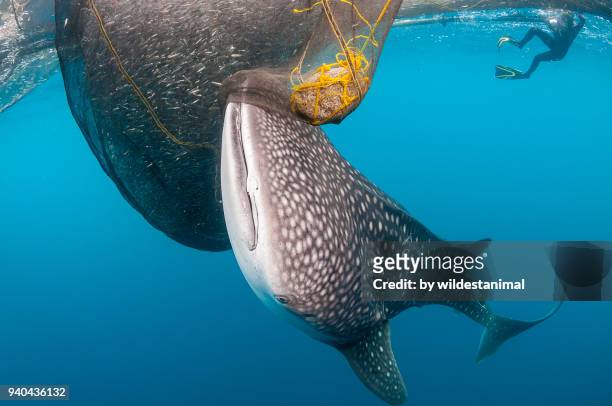 whale shark trying to feed from the fishing nets hanging from a floating fishing platform, cenderawasih bay, west papua, indonesia. - cenderawasih bay stock pictures, royalty-free photos & images