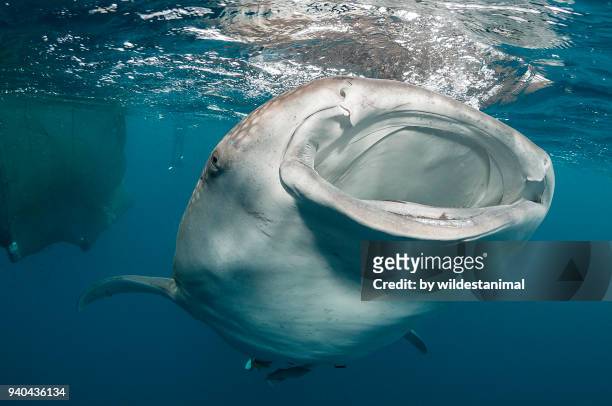 close up of a whale shark with a broken lower jaw feeding at the surface, cenderawasih bay, west papua, indonesia. - cenderawasih bay stock pictures, royalty-free photos & images