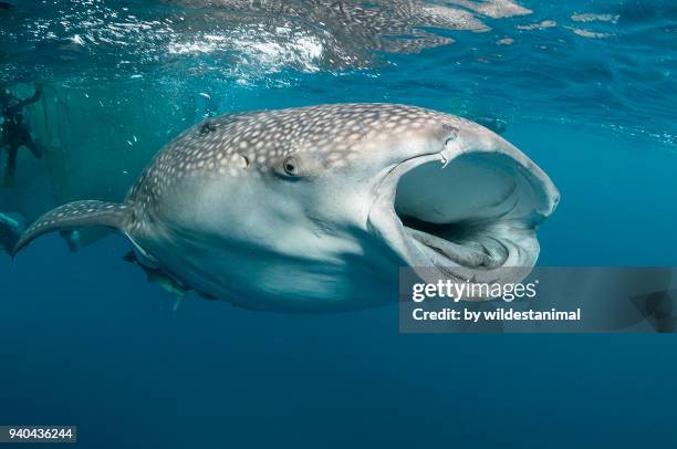 whale shark with a broken lower jaw feeding at the surface, cenderawasih bay, west papua, indonesia. - cenderawasih bay stock pictures, royalty-free photos & images