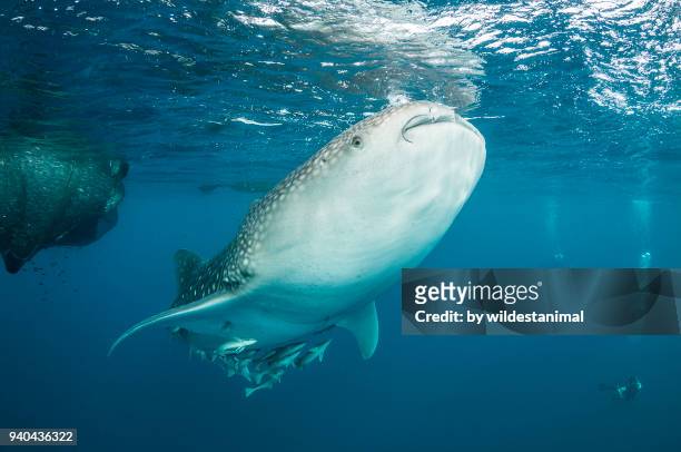whale shark looking to feed near the fishing nets hanging from a floating fishing platform, cenderawasih bay, west papua, indonesia. - west papua (cenderawasih bay) stock pictures, royalty-free photos & images