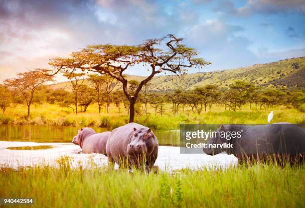 nijlpaarden in het nationaal park akagera - rwanda stockfoto's en -beelden
