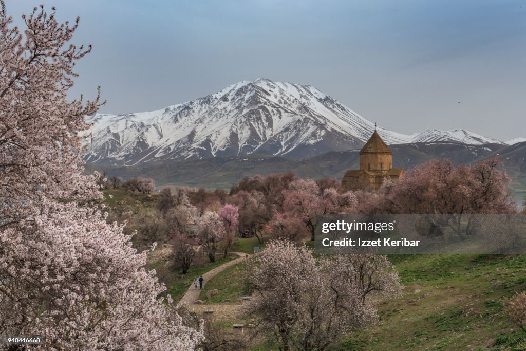 Akdamar church in spring, blossoming almond trees, Akdamar island, Lake Van, Eastern Turkey