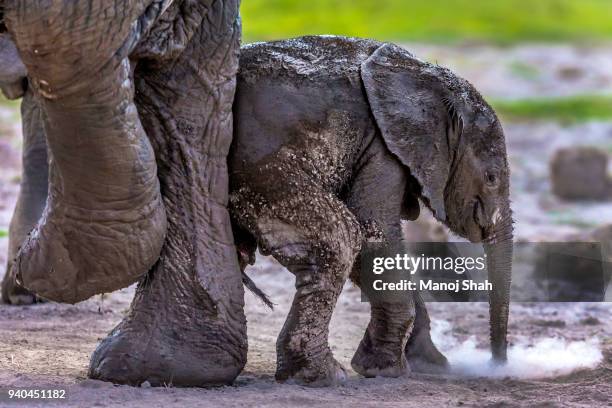 african elephant mother and baby having a mud bath - mudbath stock pictures, royalty-free photos & images
