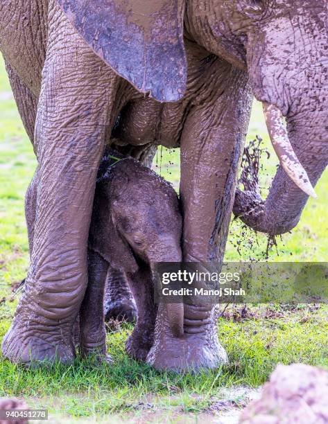 african elephant mother and baby having a mud bath - schlammbaden stock-fotos und bilder