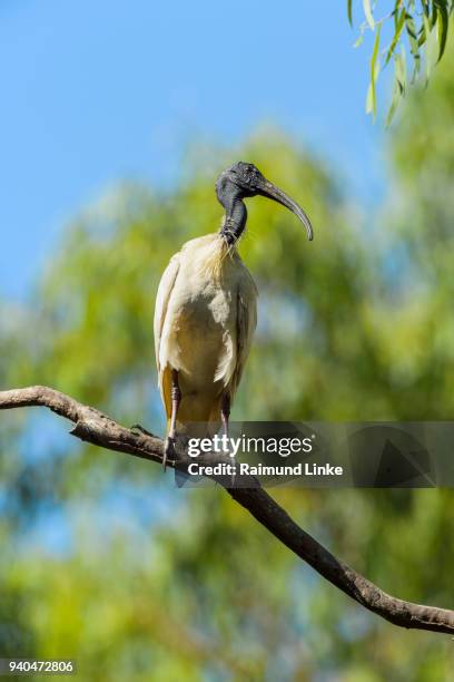 australian white ibis, threskiornis moluccus, sitting on tree, rockhampton, queensland, australia - rockhampton fotografías e imágenes de stock