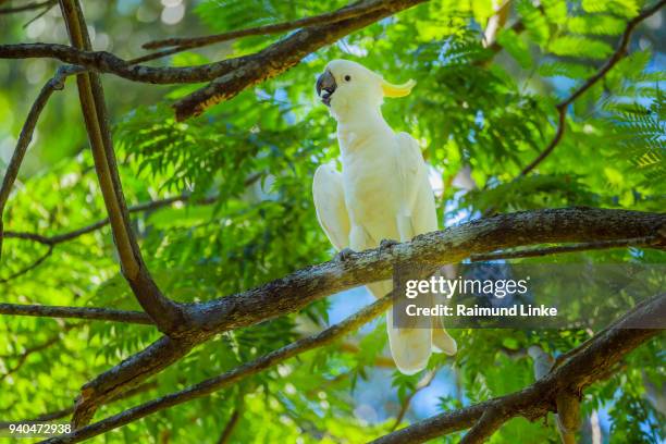 sulphur crested cockatoo, cacatua galerita, perching in tree, rockhampton, queensland, australia - cacatua bird stock pictures, royalty-free photos & images