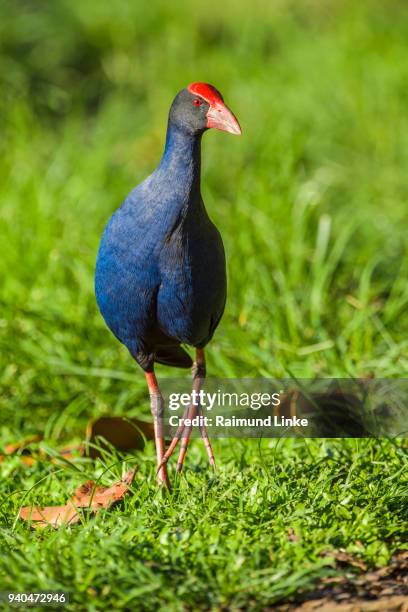 australasian swamphen, purple swamphen, porphyrio melanotus, rockhampton, queensland, australia - rockhampton fotografías e imágenes de stock