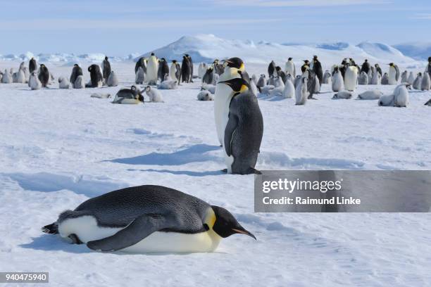 emperor penguins, aptenodytes forsteri, penguin colony with adults and chicks, snow hill island, antartic peninsula, antarctica - snow hill island stock pictures, royalty-free photos & images