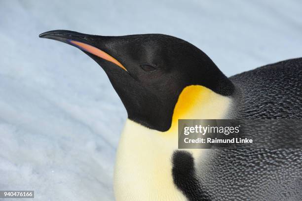 emperor penguins, aptenodytes forsteri, portrait, snow hill island, antartic peninsula, antarctica - snow hill island stock pictures, royalty-free photos & images