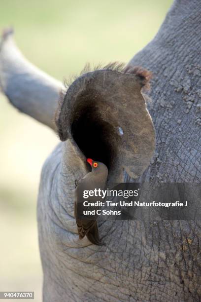 red billed oxpecker, (buphagus erythrorhynchus) - picoteador de pico rojo fotografías e imágenes de stock