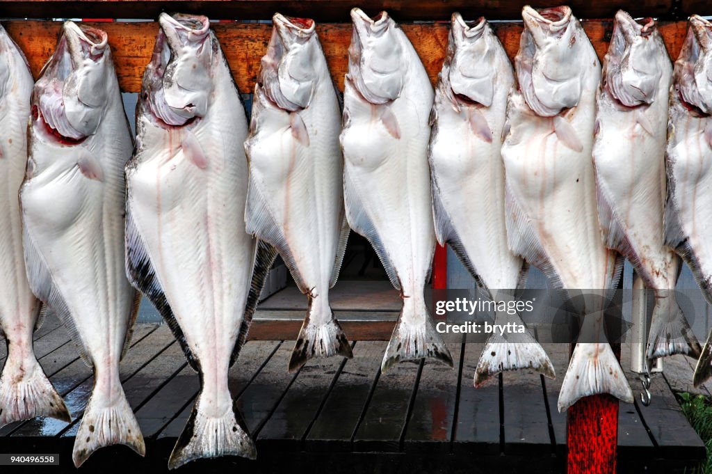 Freshly caught halibut at Homer,Alaska