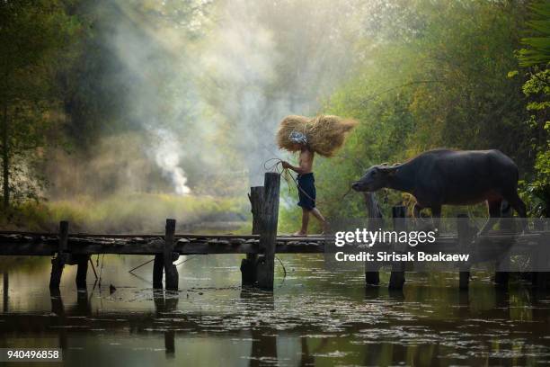 morning thai farmers go to work - myanmar food stock pictures, royalty-free photos & images