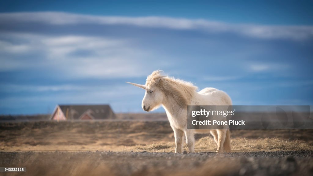 Unicorn realistic photography