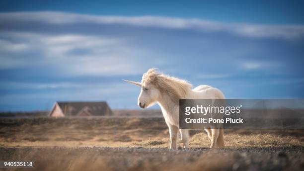 unicorn realistic photography - unicorn stock pictures, royalty-free photos & images
