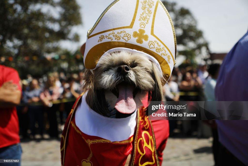 L.A. Archbishop Jose Gomez Leads Annual Blessing Of The Animals