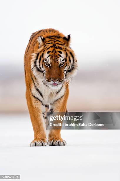 amur tiger is standing on the snow - sibirischer tiger stock-fotos und bilder