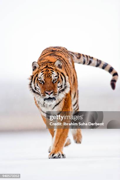 an adult male amur tiger is running wild - sibirischer tiger stock-fotos und bilder
