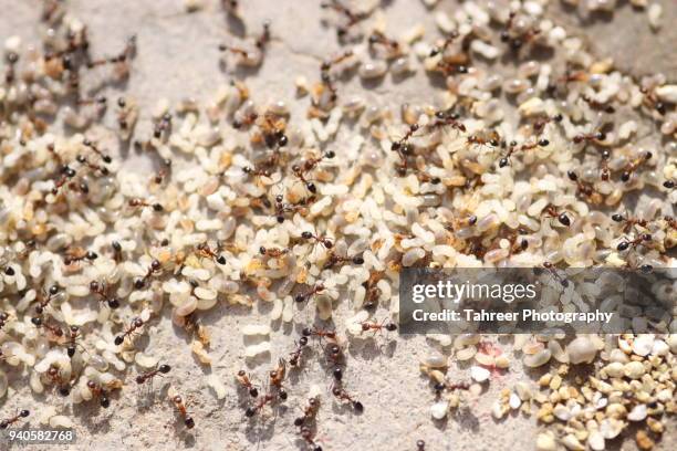 189 Caterpillar Shell Stock Photos, High-Res Pictures, and Images ...