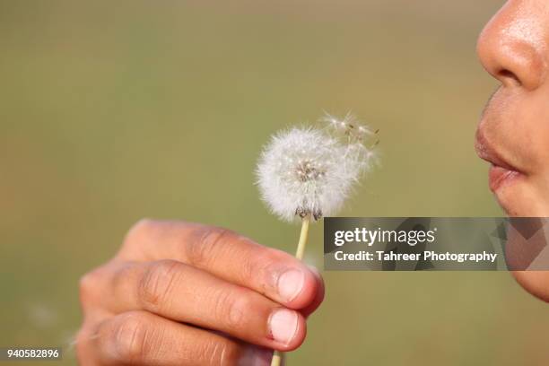 a girl dispersing dandelion seeds - dispersal botany stock pictures, royalty-free photos & images