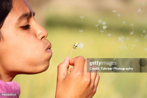 a girl dispersing dandelion seeds - dispersal botany stock pictures, royalty-free photos & images