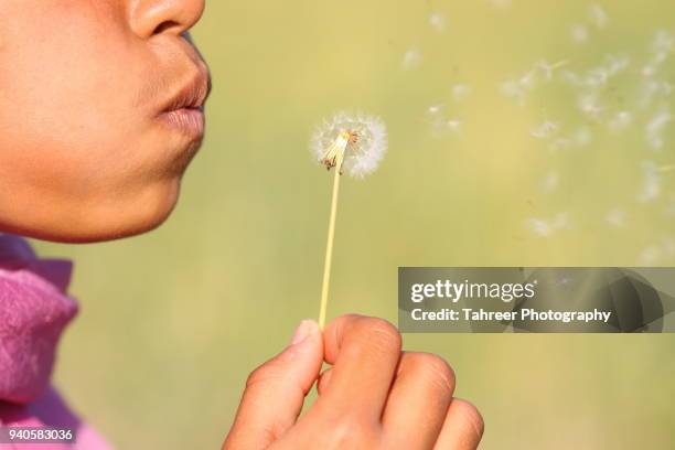 a girl dispersing dandelion seeds - dandelion greens stock pictures, royalty-free photos & images