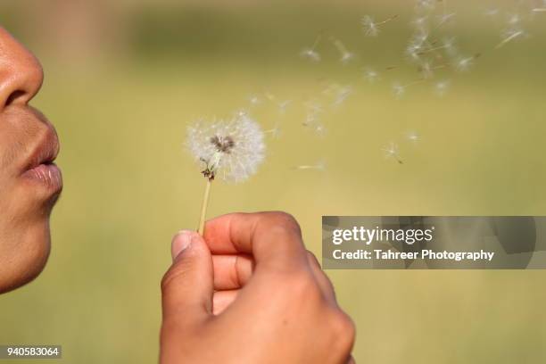 a girl dispersing dandelion seeds - dispersal botany fotografías e imágenes de stock